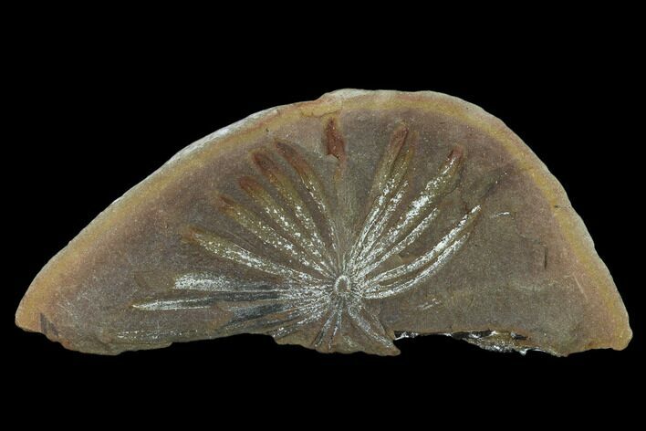 Fossil Horsetail (Annularia) - Mazon Creek #133627